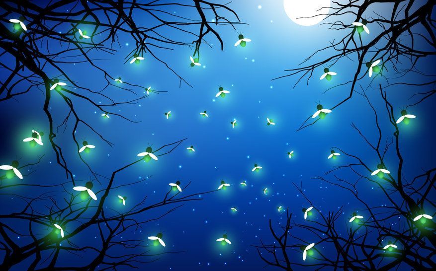 Crabapples, Kool-Aid and Chasing Fireflies