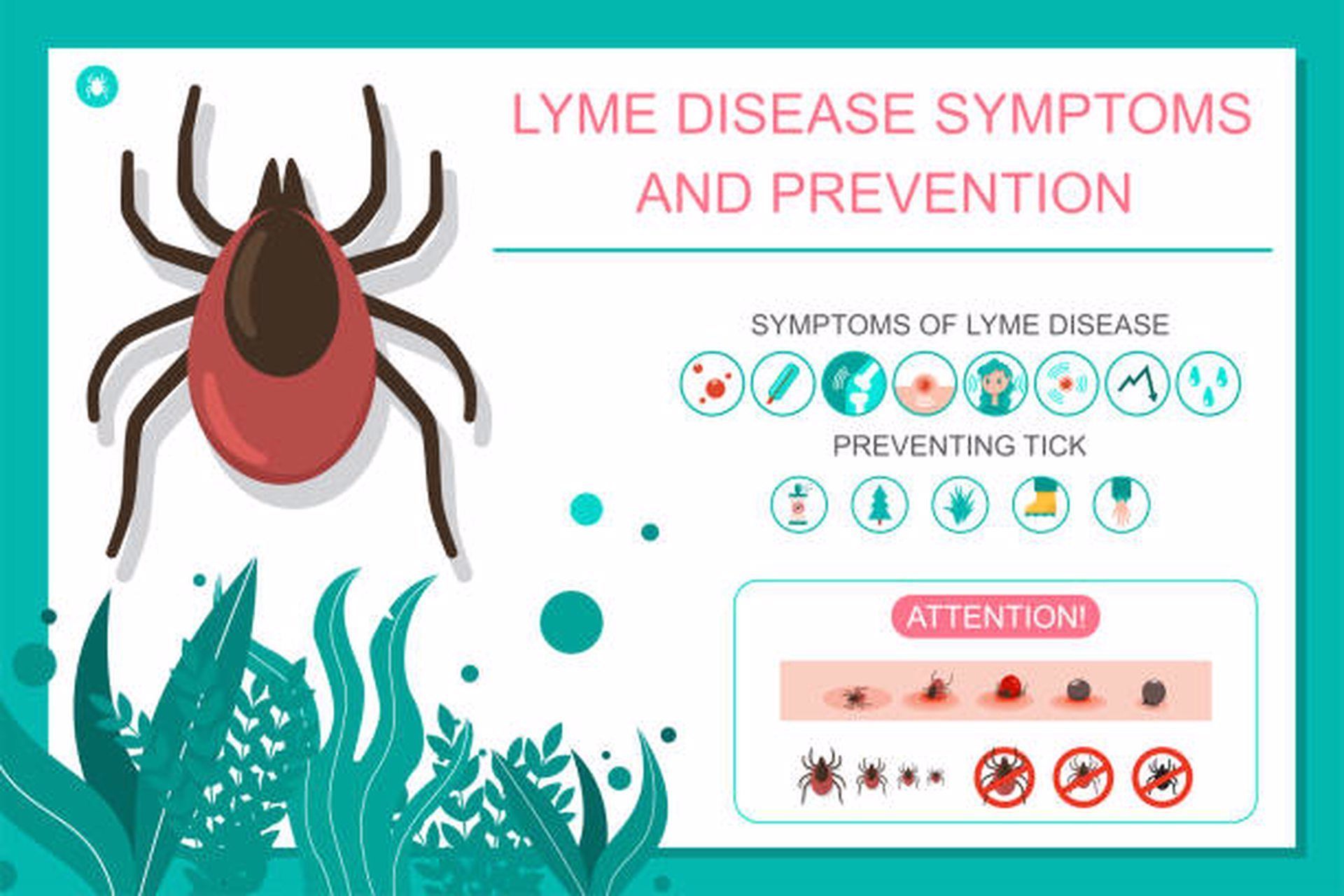 Lyme Disease : Health Care Provider Information : Programs : Programs ...