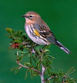 Yellow-rumped Warbler