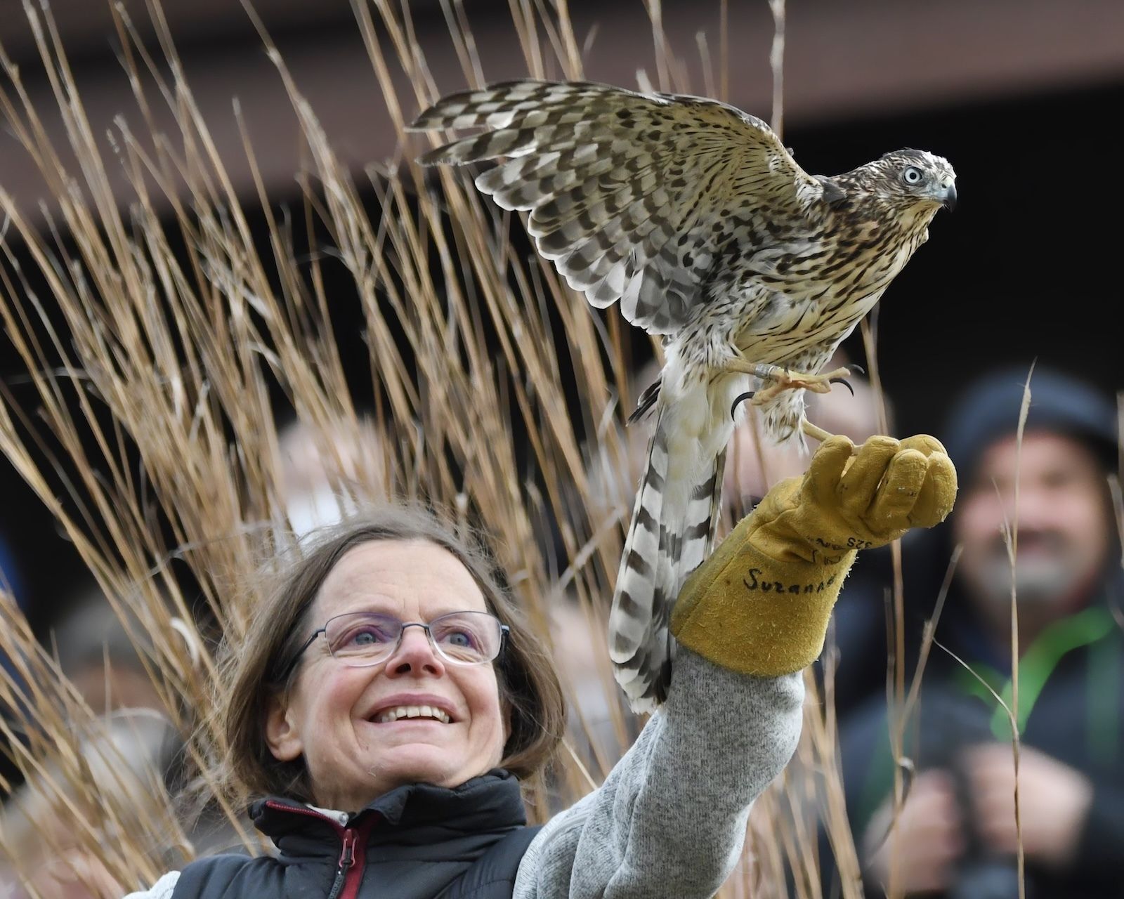 Coopers Hawk being released back to the wild