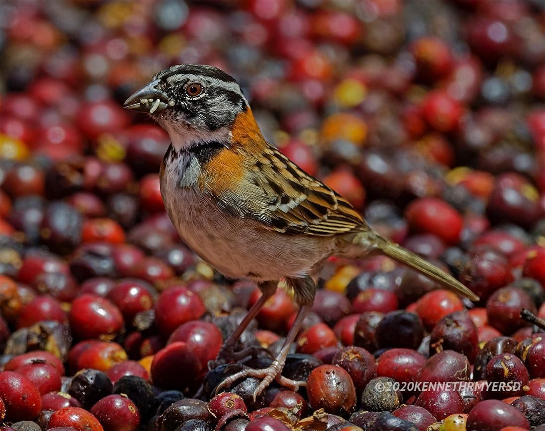 Rufous-collared Sparrow feeds on insects while standing on coffee fruit.