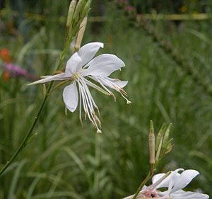 Gaura