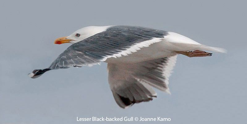 Lesser Black-backed Gull 