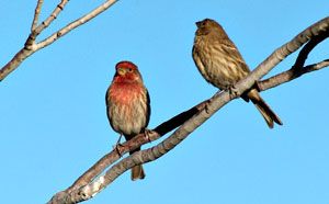 House Finches