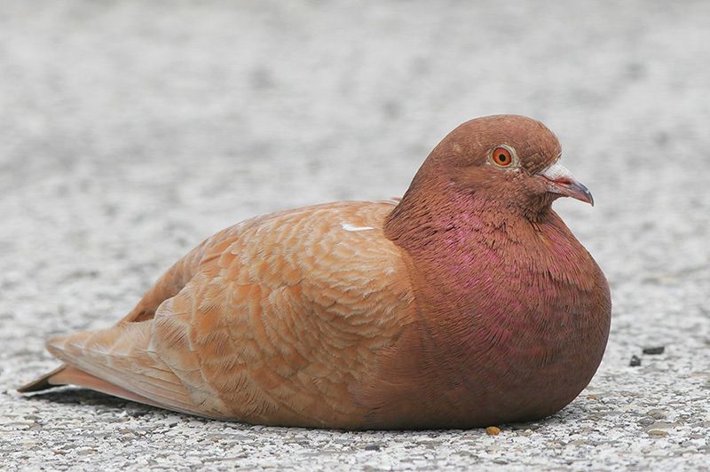 rock pigeon