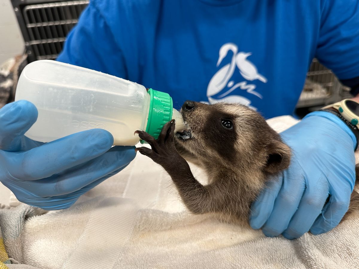 baby raccoon bottle feeding nebraska wildlife rehab