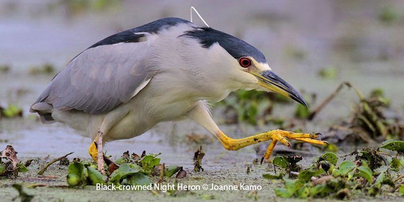 Black-crowned Night-Heron