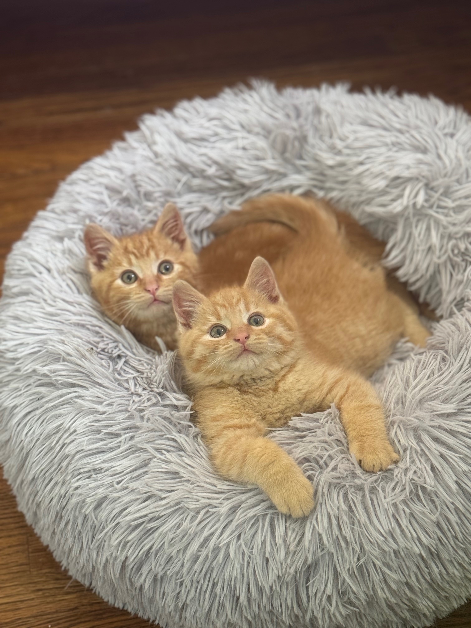 Sunny and Phoenix