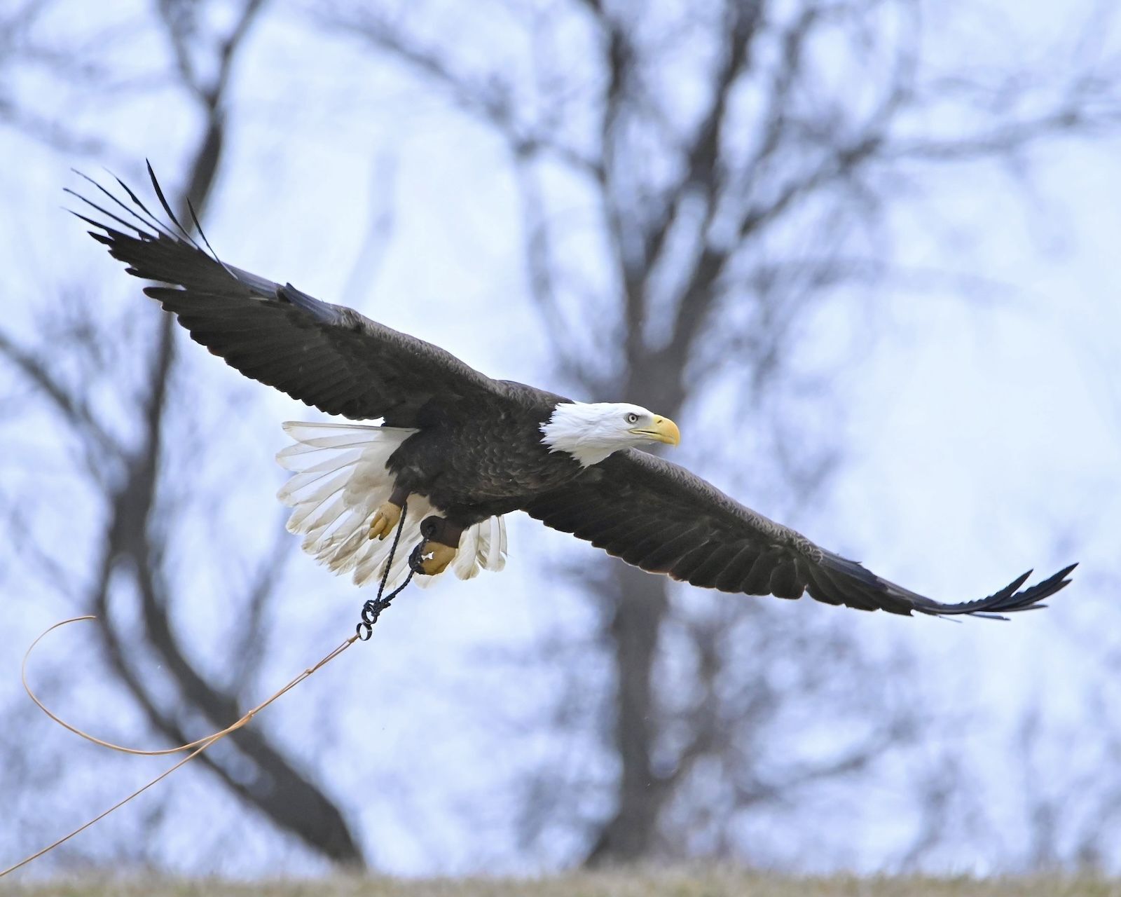 Eagle flying on creance line