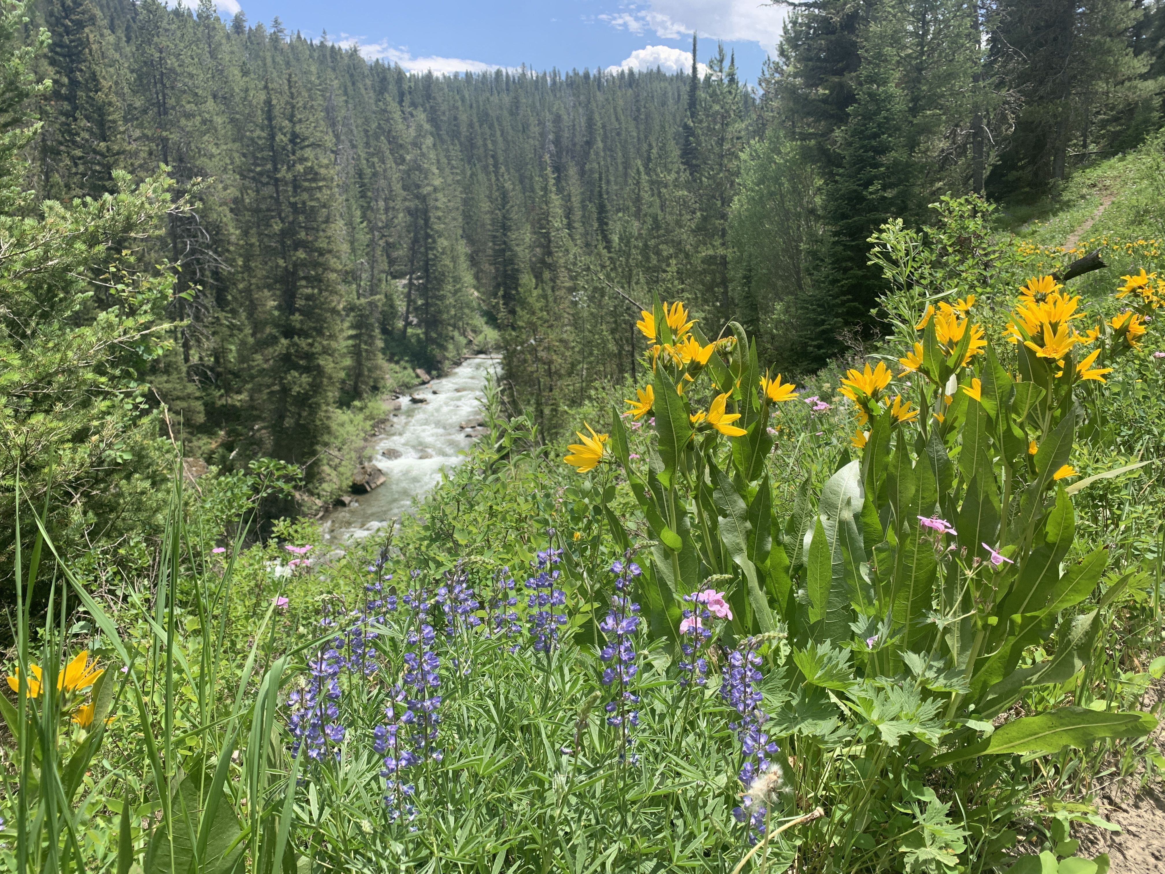 A view of a grassy hillside covered in lupine, sticky geranium, and mule ear, with a raging river in the background.