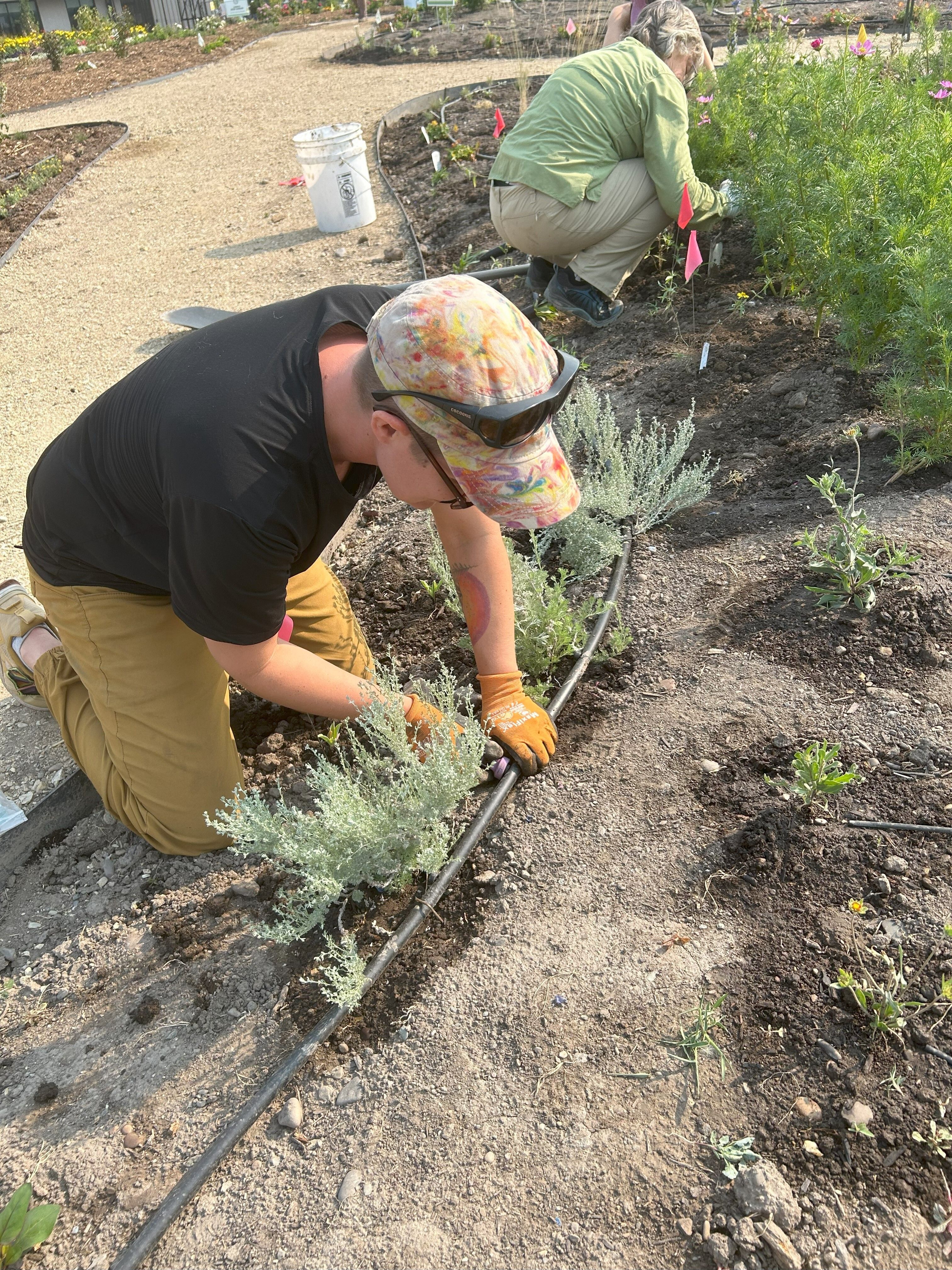 A person adjusts drip irrigation in the garden bed.