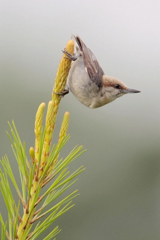 Brown-headed Nuthatch