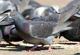 Beak of the Week: Rock Pigeon
