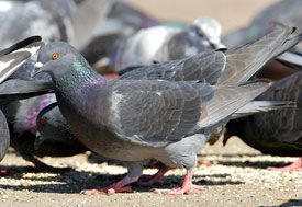 Rock Pigeon