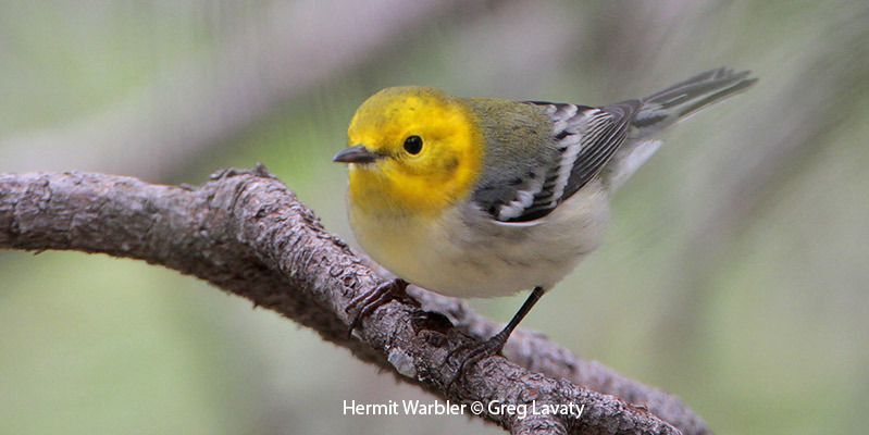 Hermit Warbler