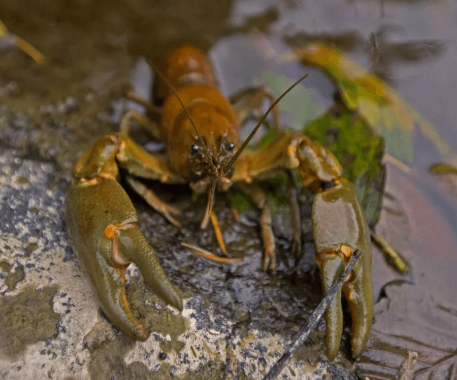 Rusty Crayfish