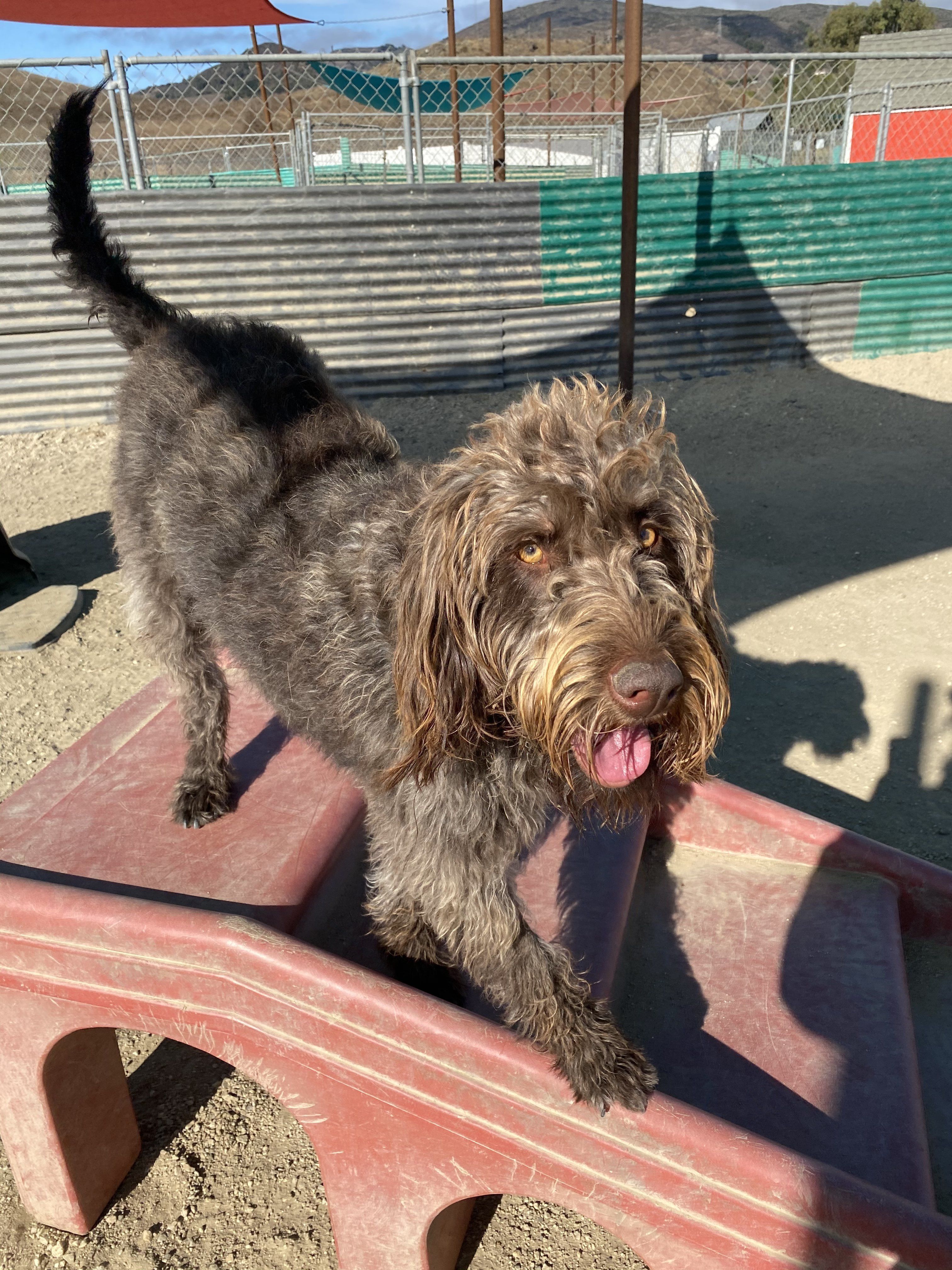 Labradoodle store therapy dog