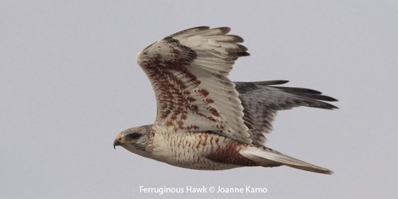 Ferruginous Hawk