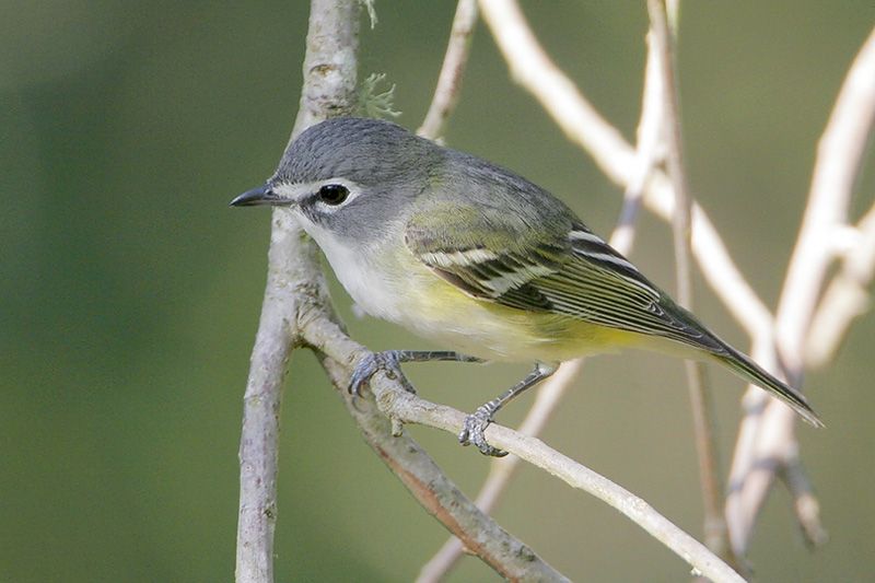 Blue-headed Vireo