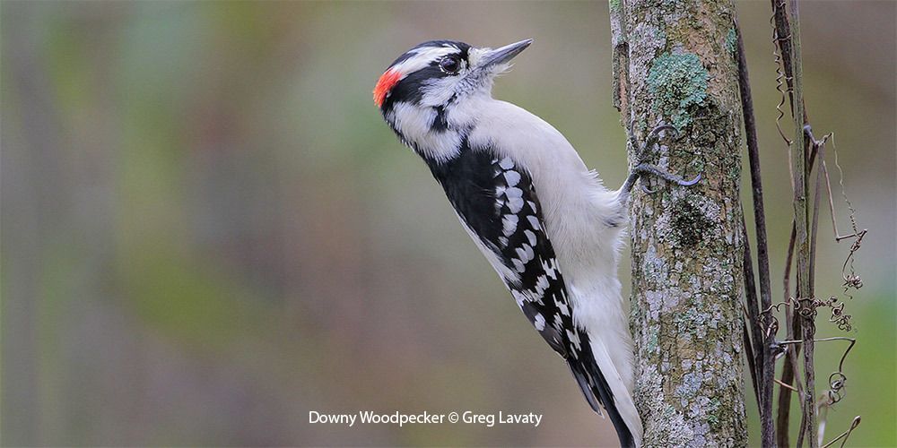 Downy Woodpecker