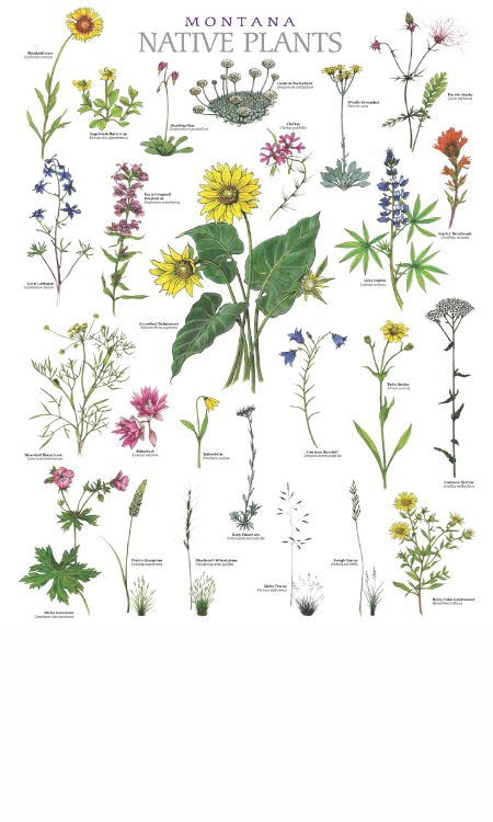 Montana Native & Invasive Plant Posters