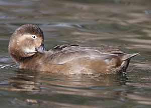 Redhead (female)