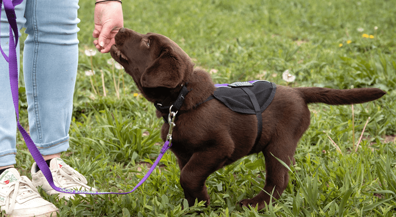 Training a puppy