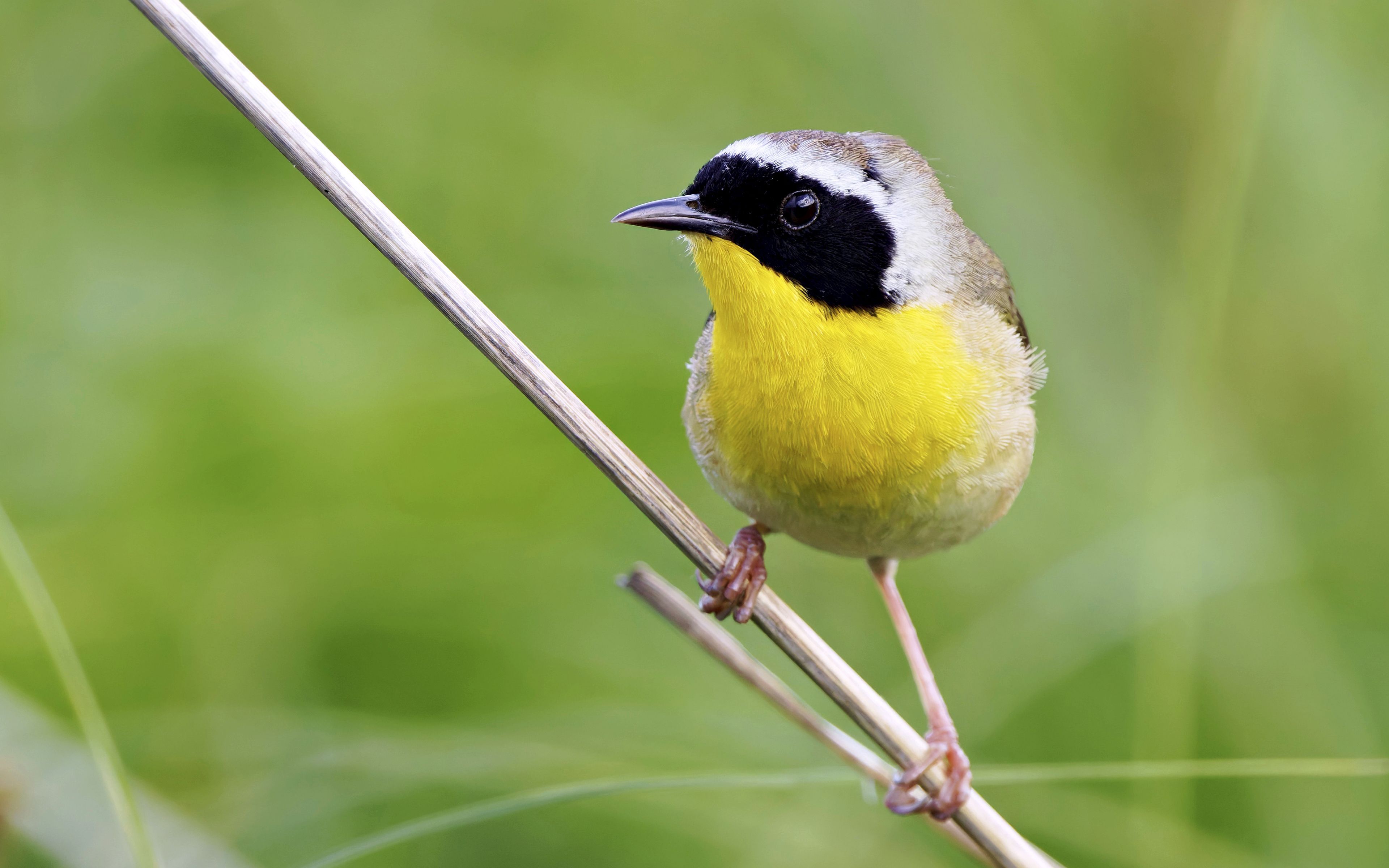 Common Yellowthroat