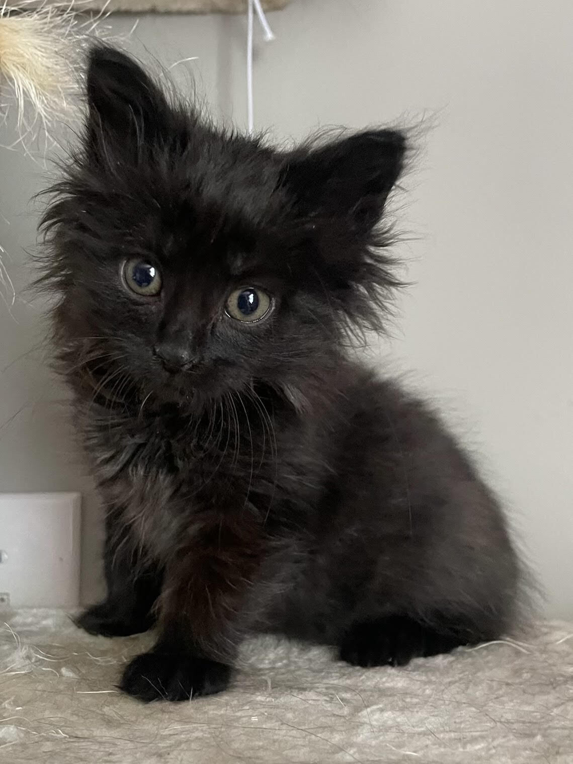 Vivi - ADOPTION PENDING