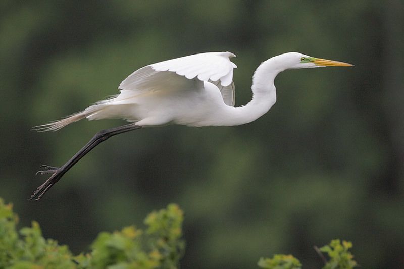 Great Egret  Audubon Field Guide