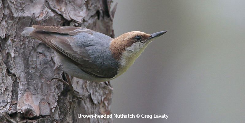 Brown-headed Nuthatch