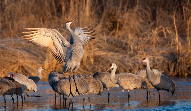 Birding Hotspots for Spring Sandhill Crane Migration