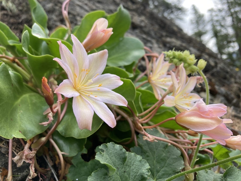 An image of the native plant, Lewisia tweedyi, a pink flower with green leaves, located in the Wenatchee Valley