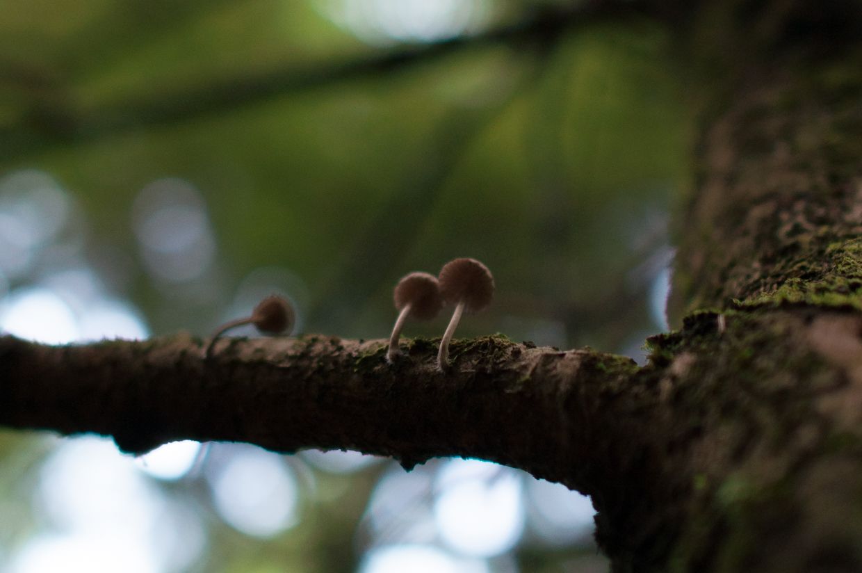 Rainbird 14, Three Mushrooms on a Branch