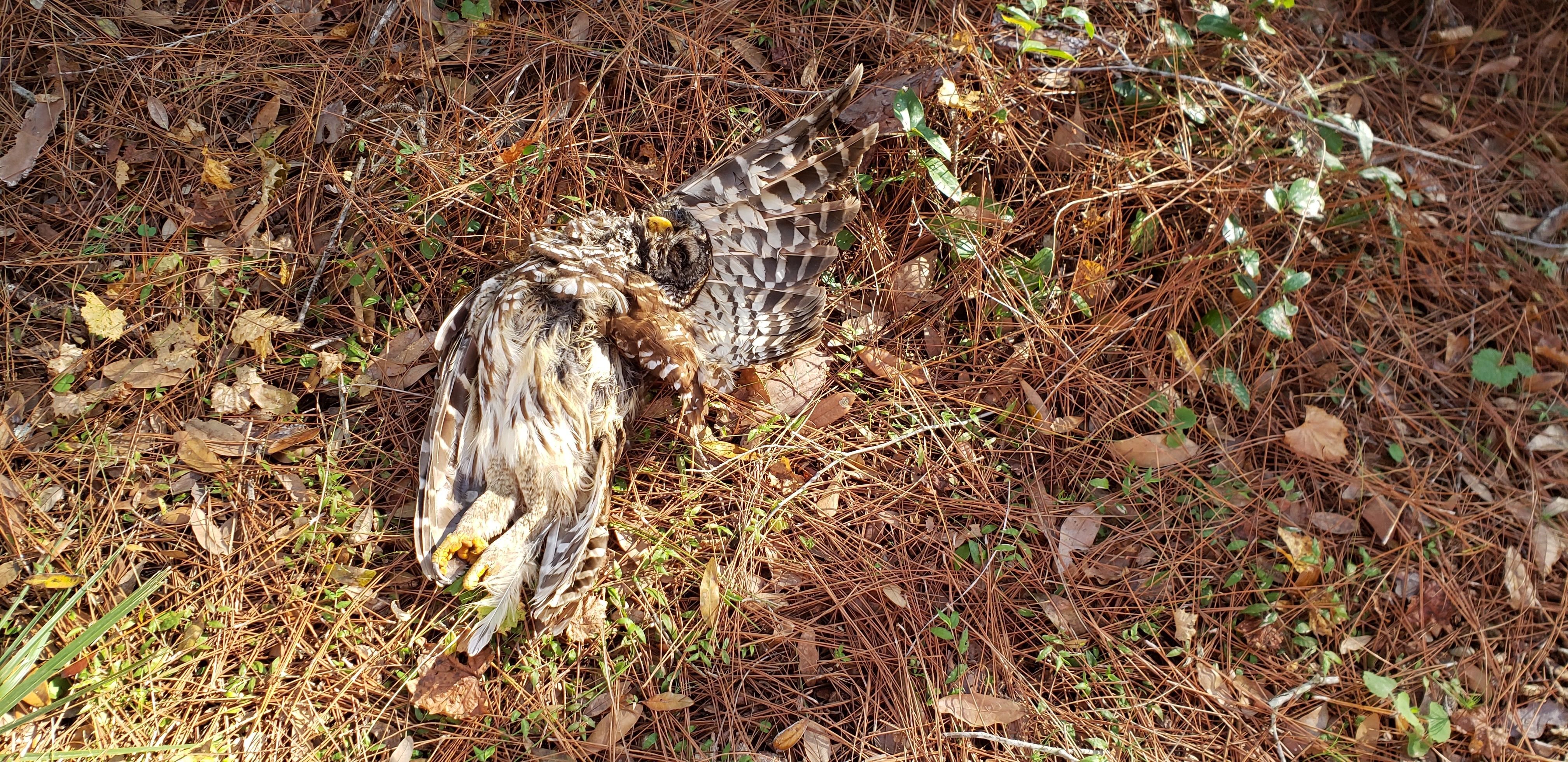 Dead barred owl is laying on the ground