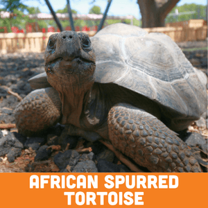 African Spurred Tortoise