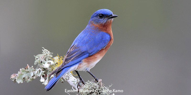 Eastern Bluebird