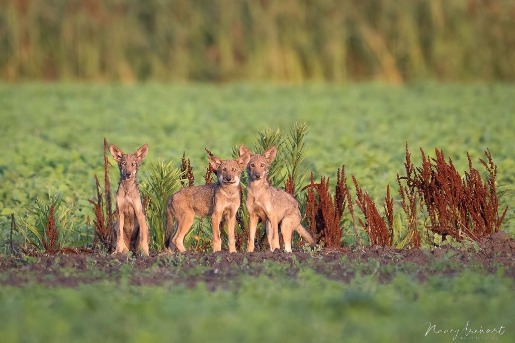Three young Red Wolves in the wild