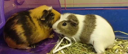 Snickers and Cinch