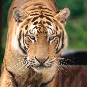 Idris : Tigers : Meet the Animals : Center for Animal Research and Education