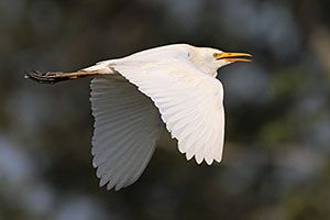 Cattle Egret (nonbreeding plumage)
