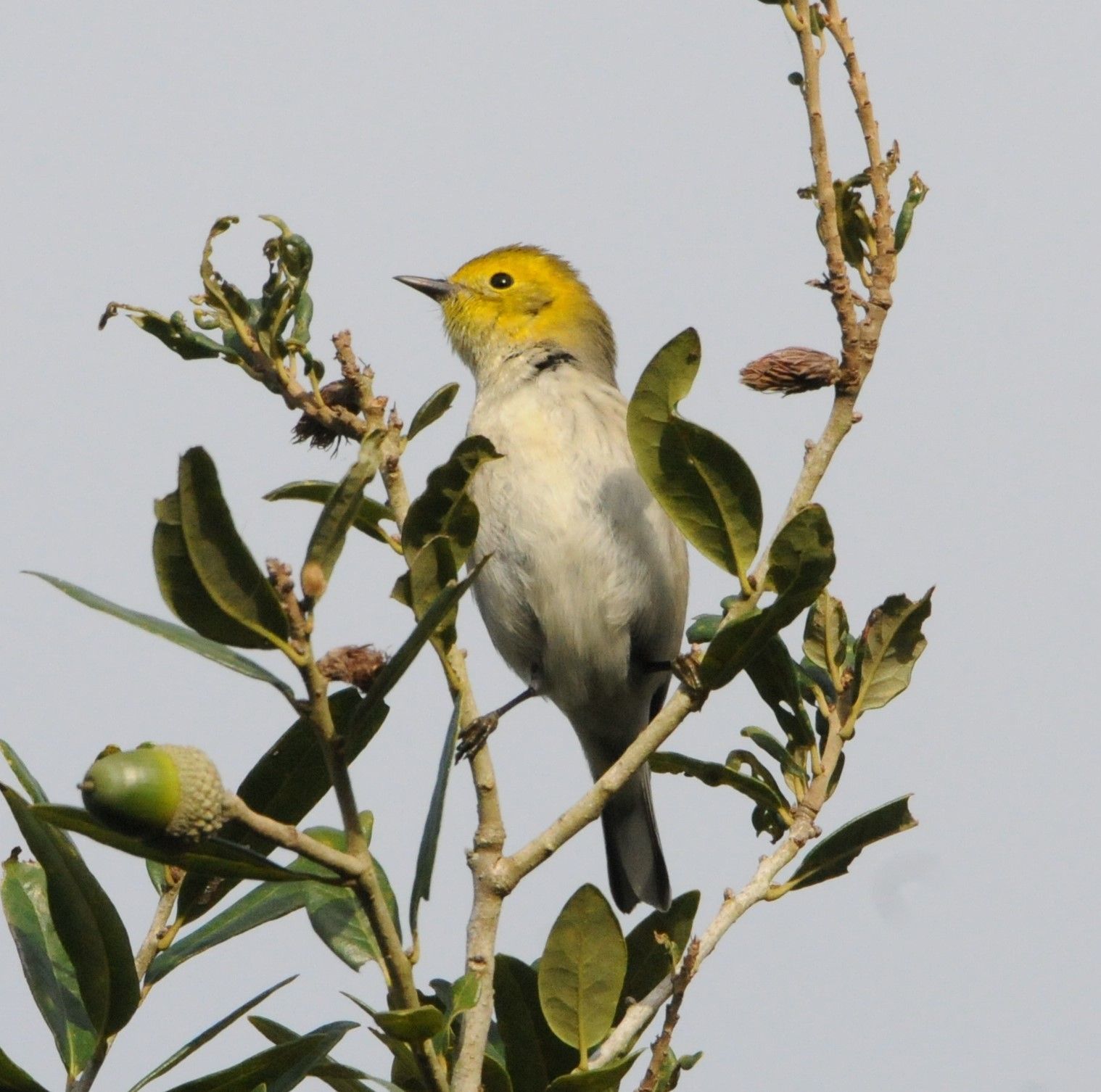 Hermit Warbler