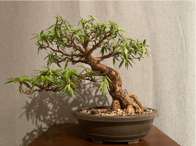 Bonsai tree in pot