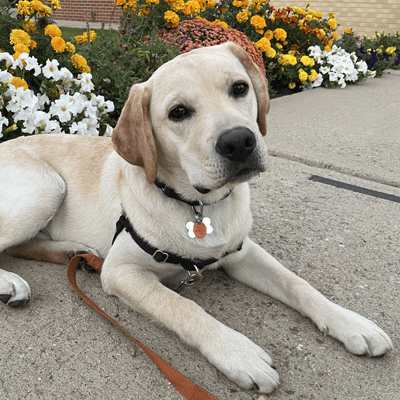 Hearing Dog in Training Atlas Update