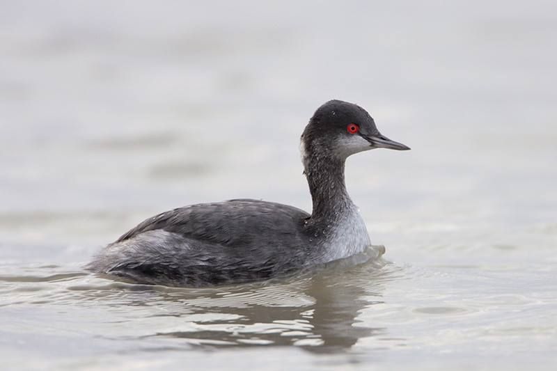 Eared Grebe