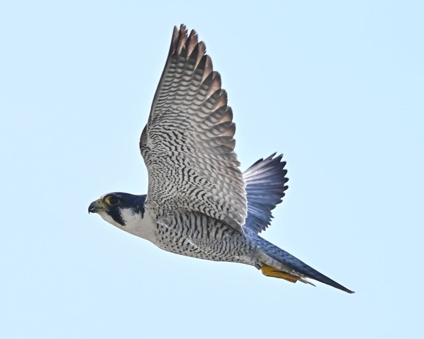 Falcon being released back to the wild