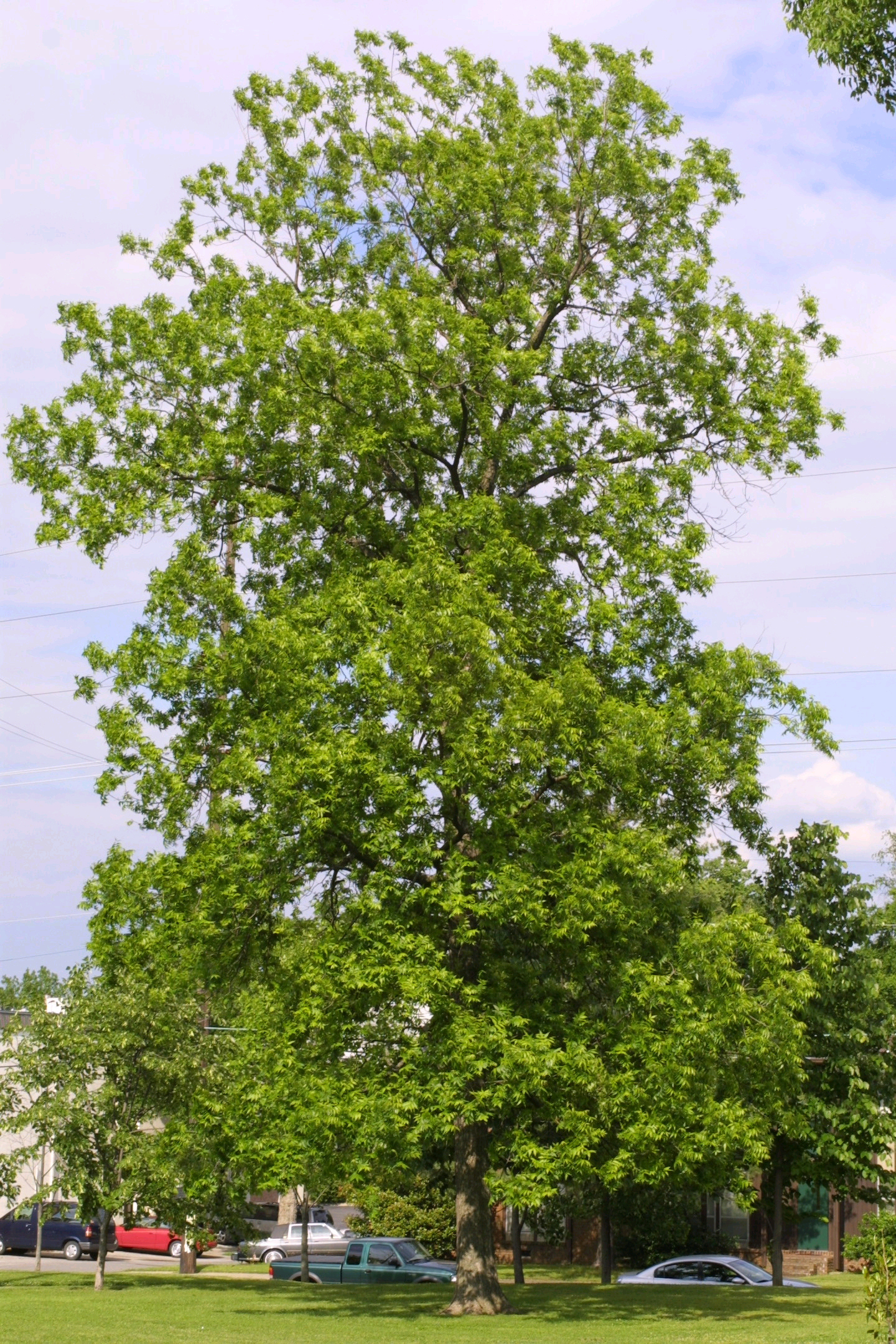 Northern Pecan - Pack of 25 Seedling (6"-12")