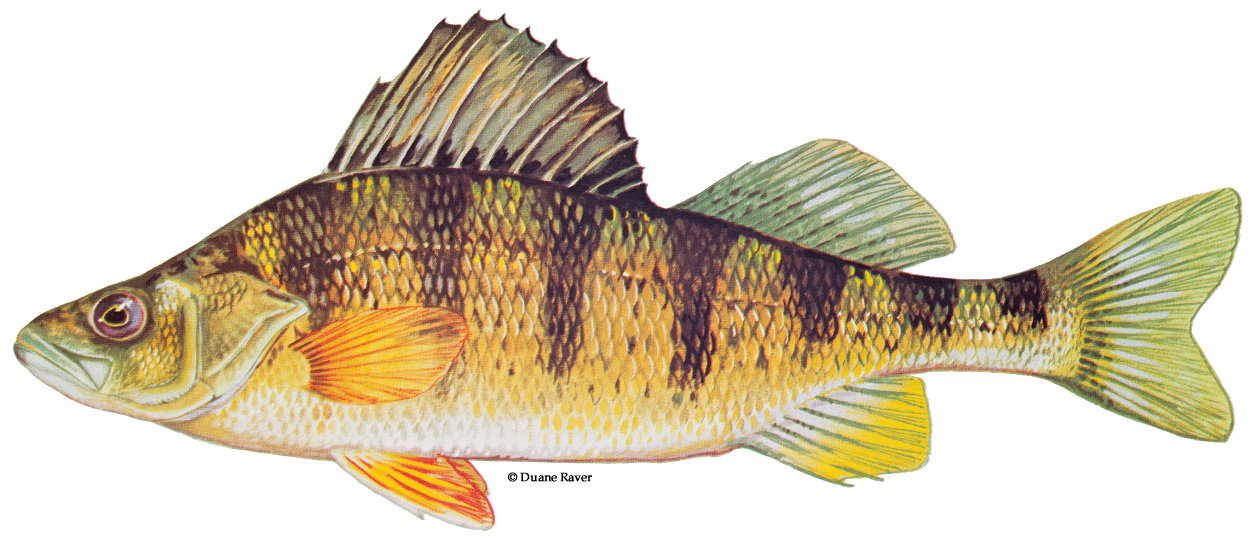 Yellow Perch