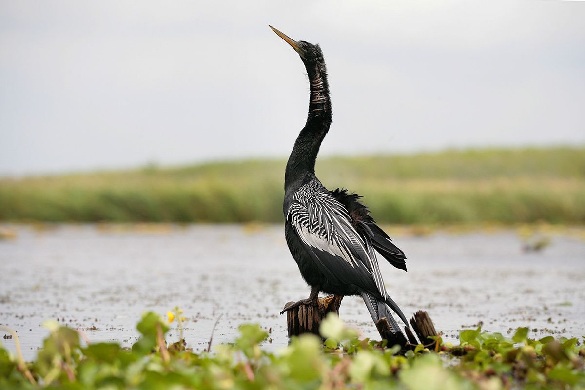 Anhinga