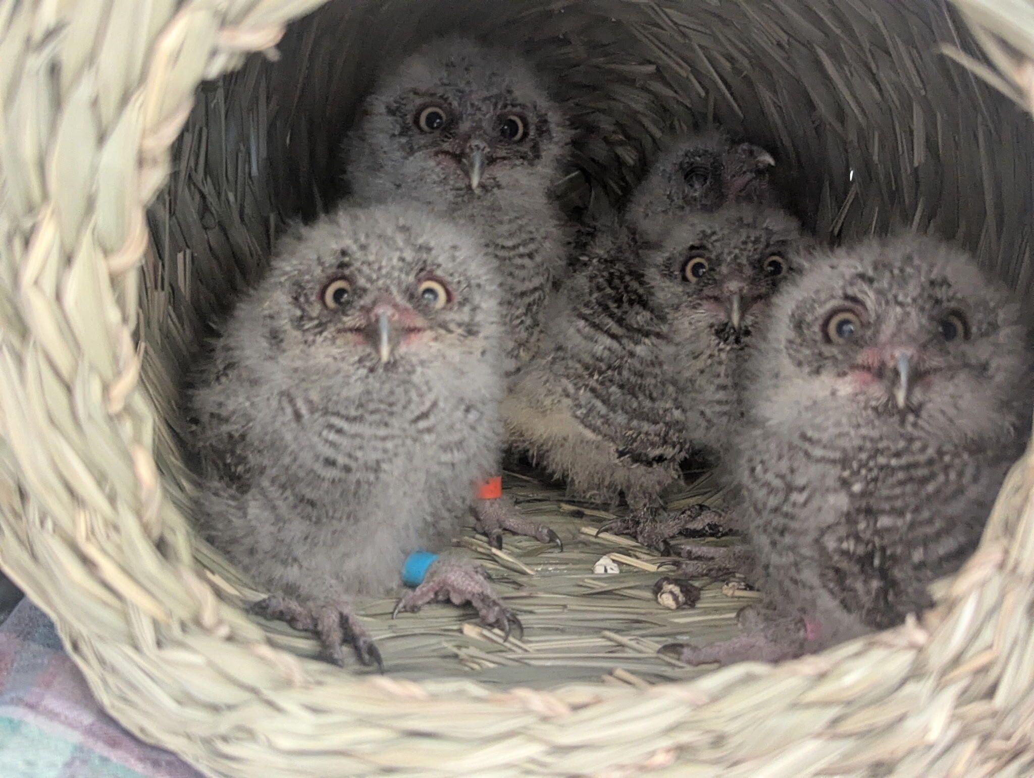 Rescued nestling screech owls